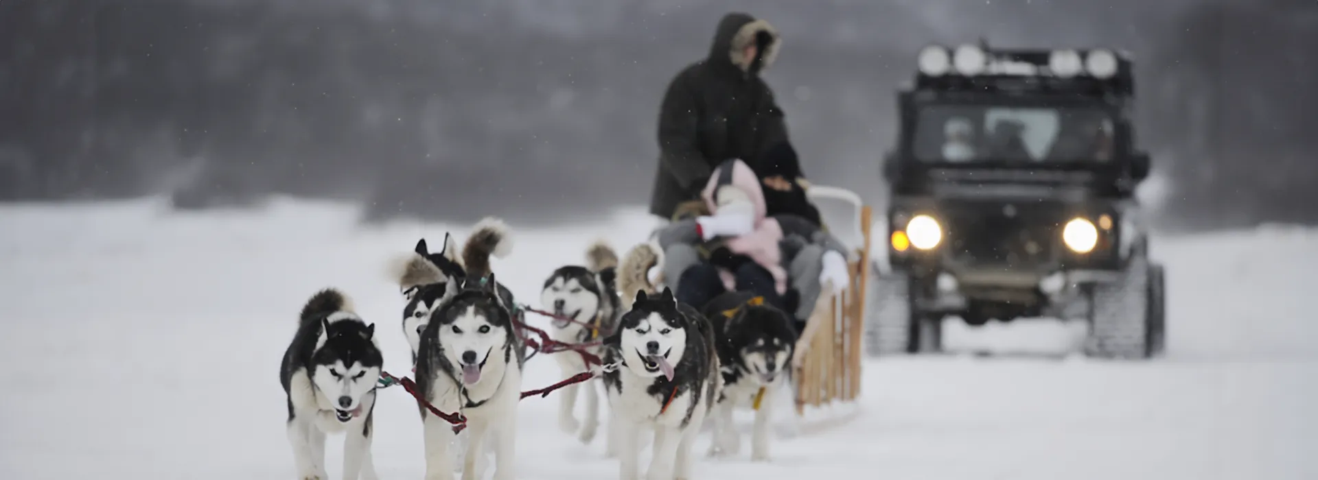 Manada de Huskyes Siberianos arreando trineo
