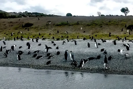 Colonia de Pingüinos