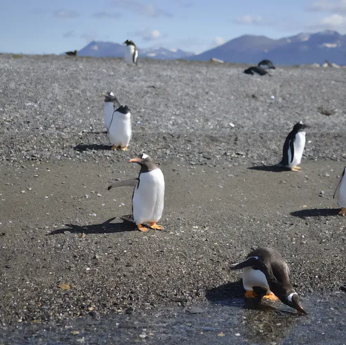 Caminata Pingüinera