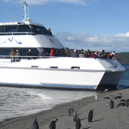 Navegación Pingüinera Isla Martillo