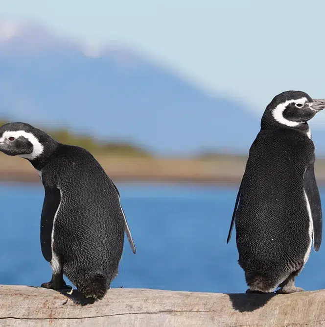 Caminata Pingüinera
