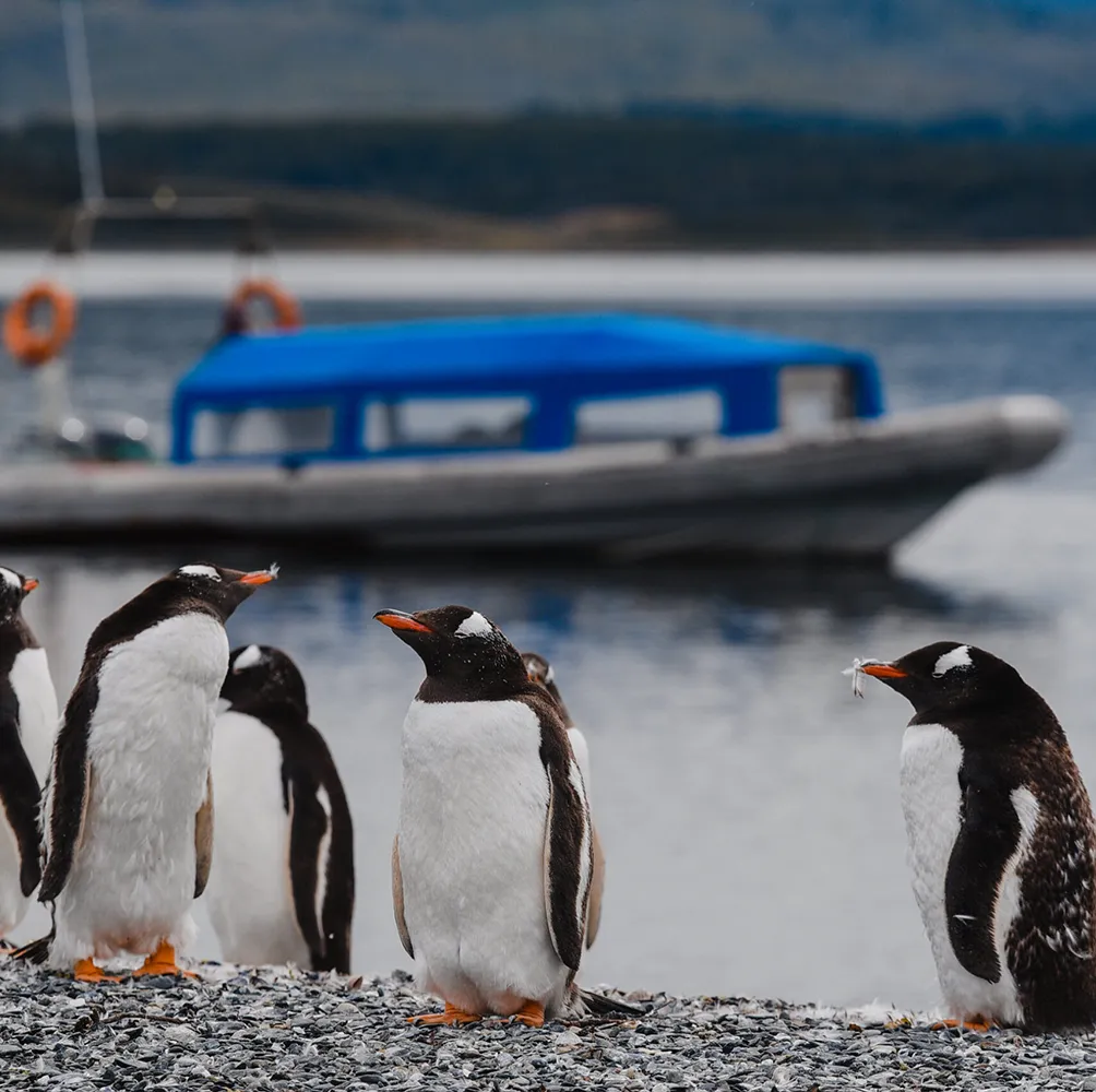 Caminata Pingüinera