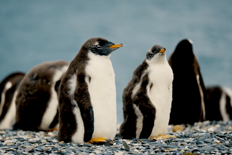 Canal de Beagle + Pingüinos