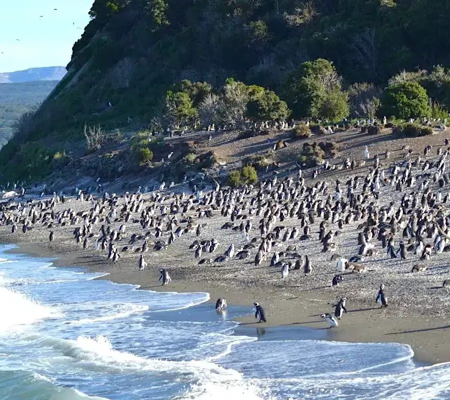 Pingüinera + Ruta de la Centolla