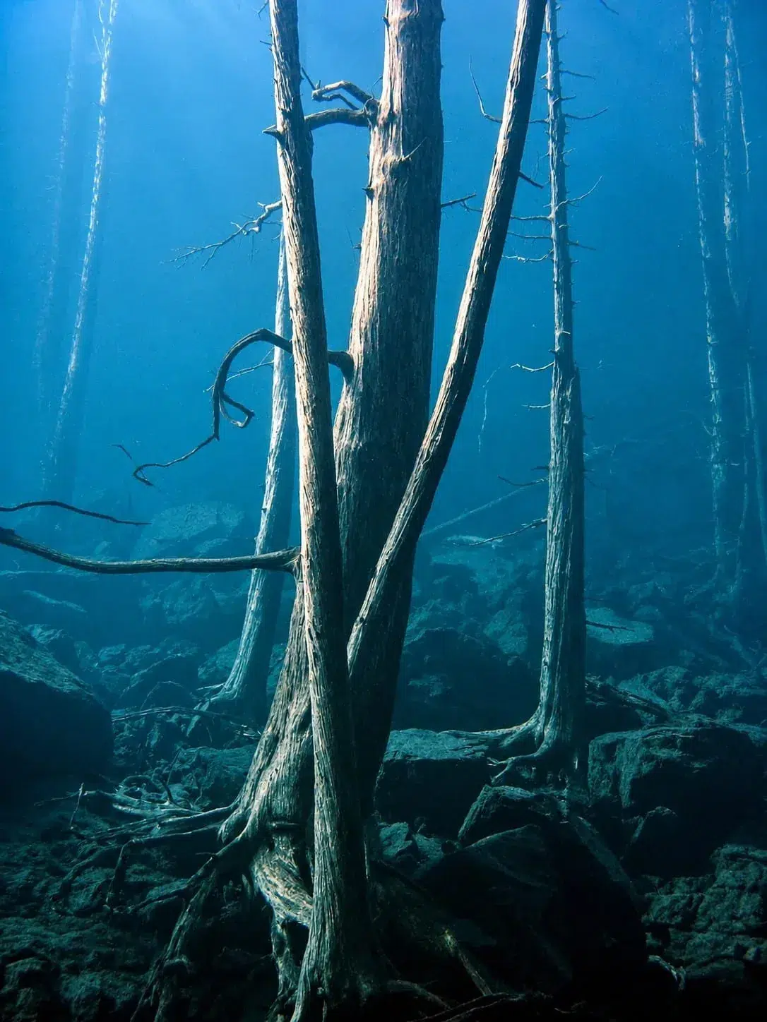 Los cipreses sumergidos vistos desde abajo del agua, en el Lago Traful.