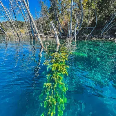 Troncos del bosque sumergido bajo el agua.
