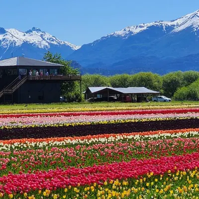 Hileras de tulipanes frente al mirador con la cordillera nevada.