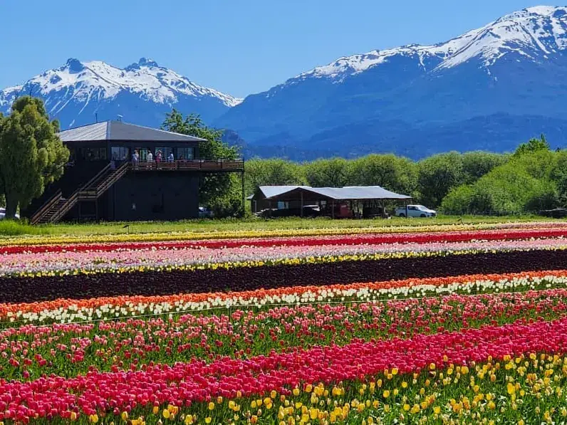 Hileras de tulipanes de colores frente al mirador del campo, con la cordillera nevada de fondo.
