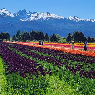 Hileras de tulipanes violetas y rojos hacia los cerros nevados.