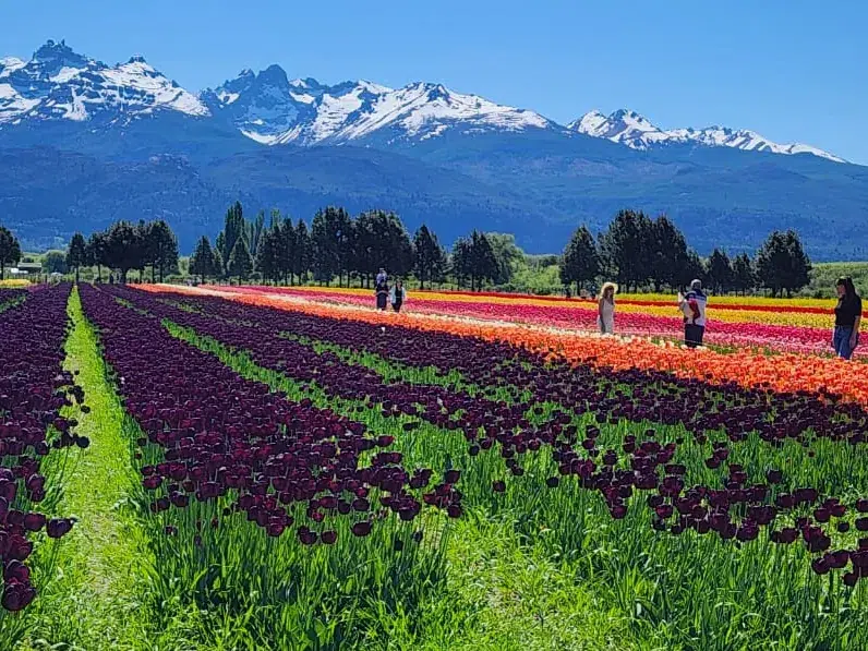 Hileras de tulipanes violetas y rojos convergiendo hacia los cerros nevados de Trevelin.
