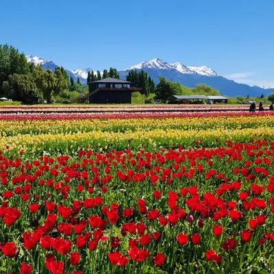 Franja de tulipanes rojos con la cordillera al fondo.