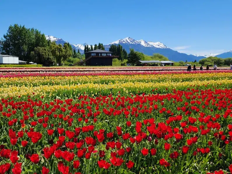 Franja de tulipanes rojos con el cordón nevado de la cordillera al fondo bajo cielo despejado.