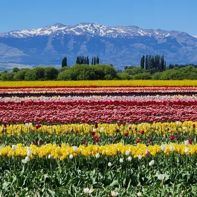 Bandas de tulipanes de colores con la meseta detrás.