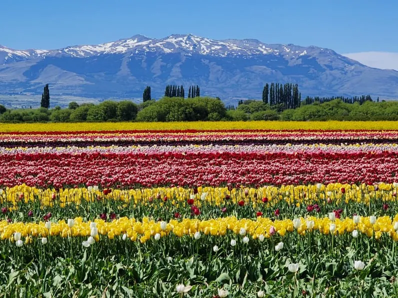 Bandas de tulipanes amarillos, blancos y rojos con la meseta patagónica detrás.