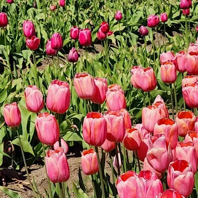 Primer plano de tulipanes rosados.