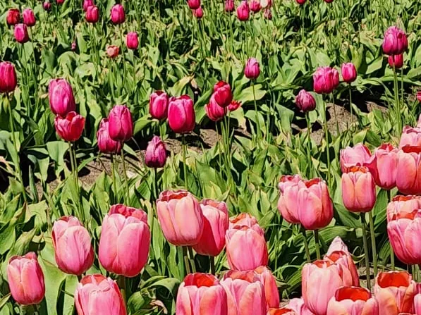 Primer plano de tulipanes rosados con el campo extendiéndose hacia las montañas.