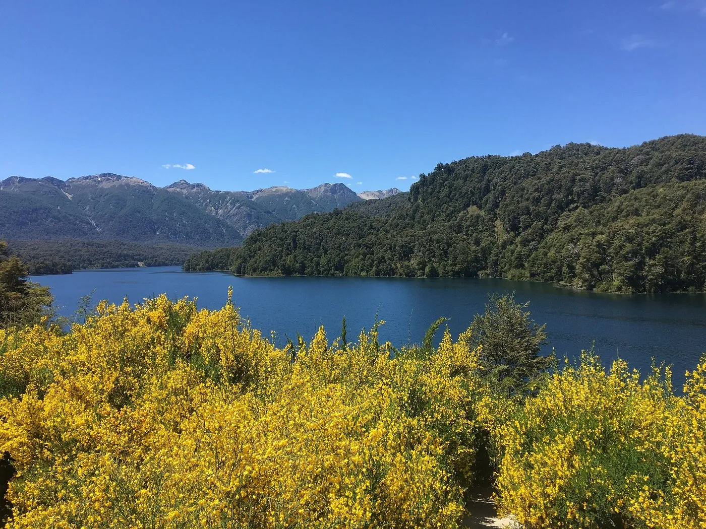 Lago rodeado de bosque con retama amarilla en flor en primer plano.