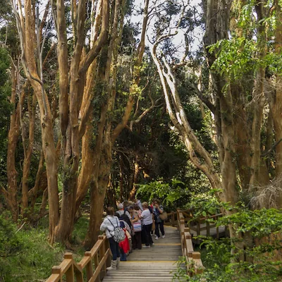 Pasarela entre los troncos canela del Bosque de Arrayanes.