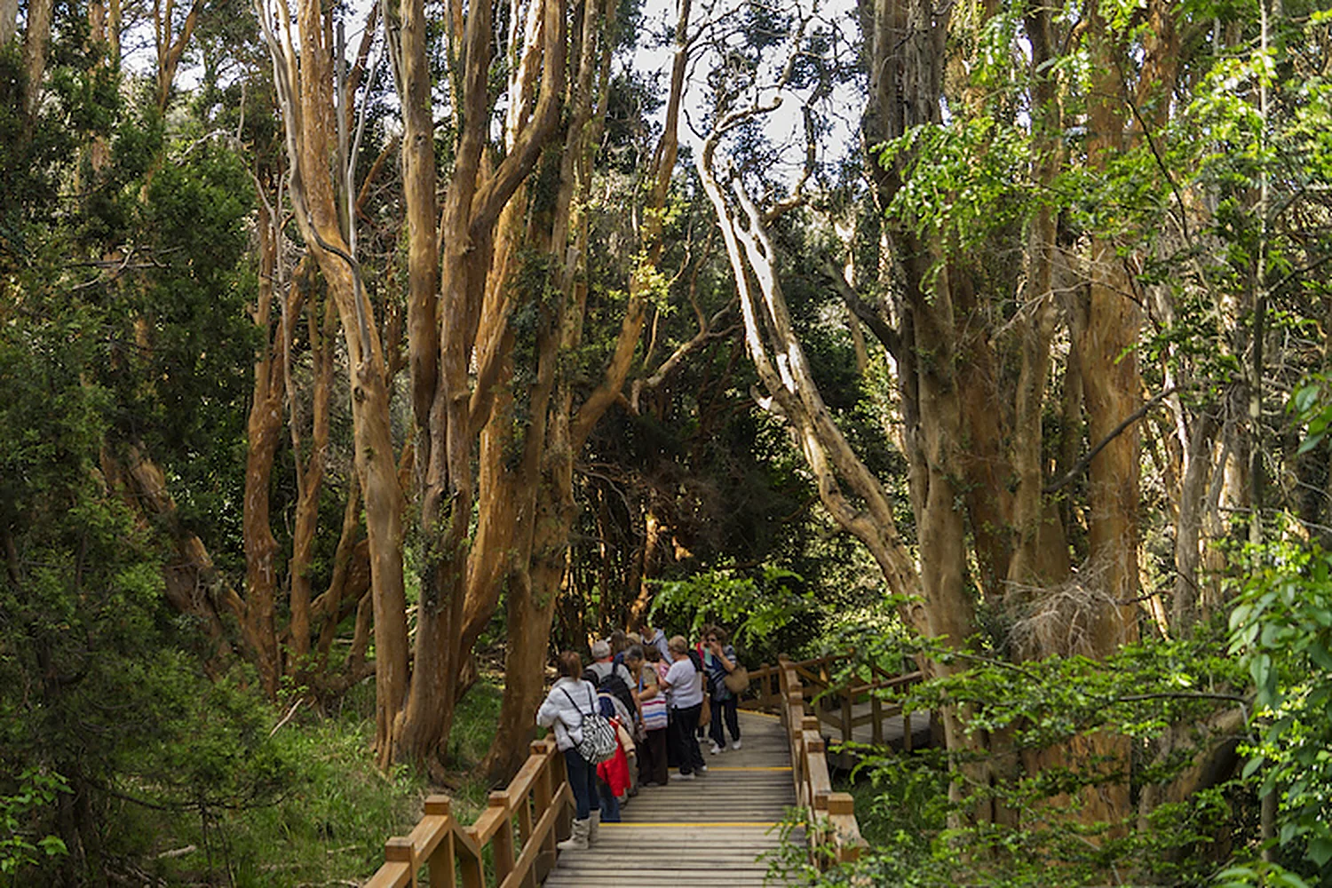 Grupo caminando por la pasarela de madera entre los troncos canela del Bosque de Arrayanes, en la península Quetrihué.